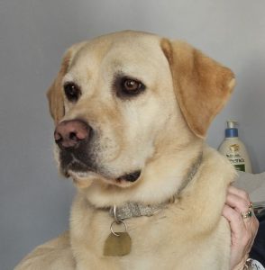 Headshot of Penny, a yellow lab
